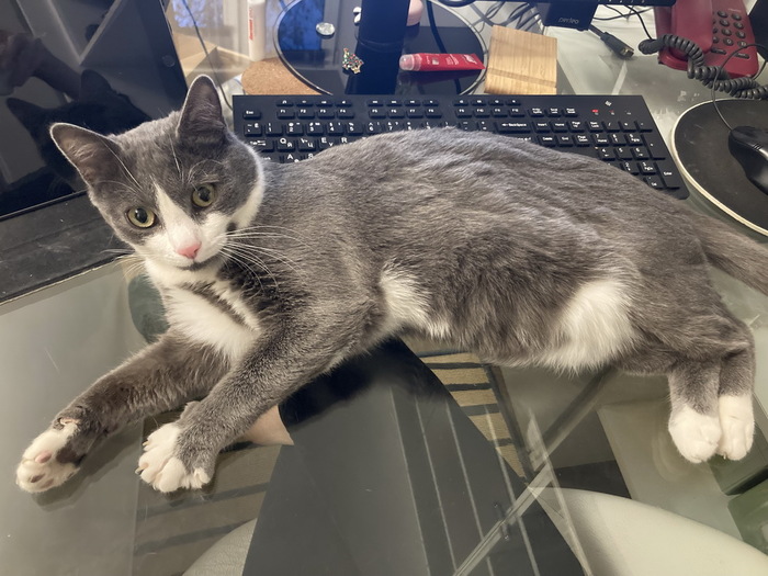 Готовы привезти кота ( Москва и ближайшее Подмосковье) или оформить пересылку. Буду очень признательна за помощь. 8(925)0035878 Анна