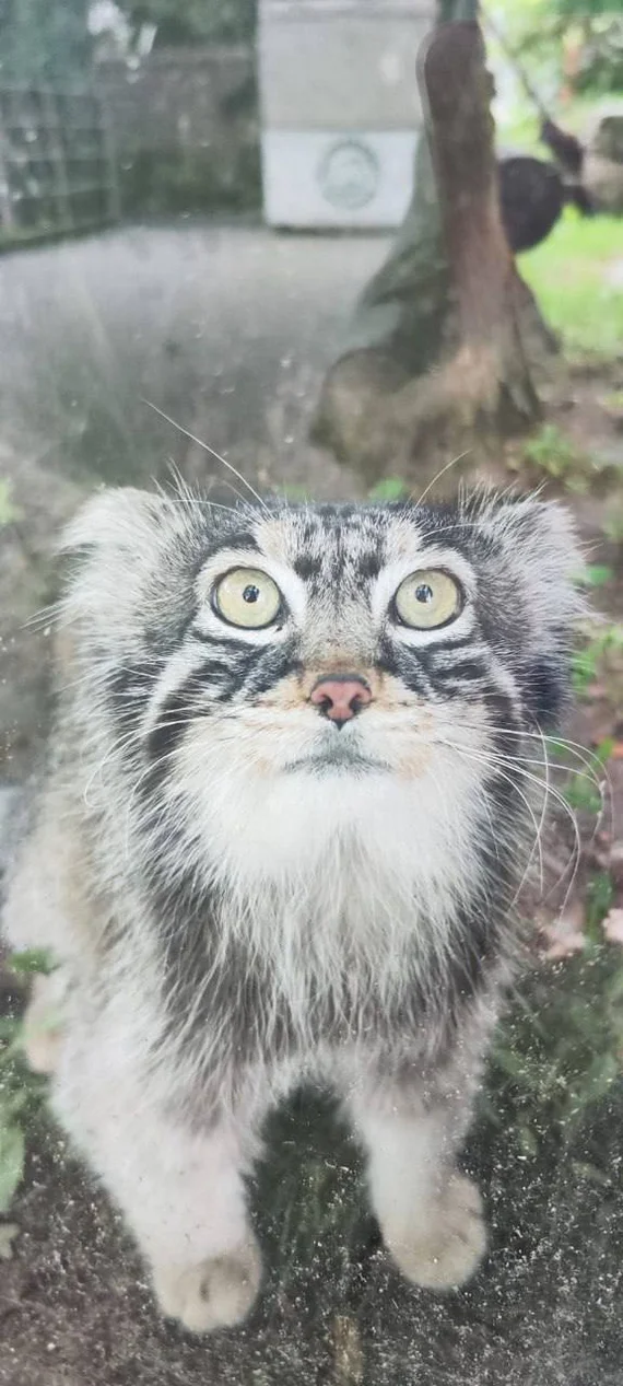 Penetrating look - Manul Timofey, Moscow Zoo, Insight, The photo, Sight, Wild animals, Cat family, Predatory animals, Small cats, Pallas' cat, Zoo, Telegram (link)