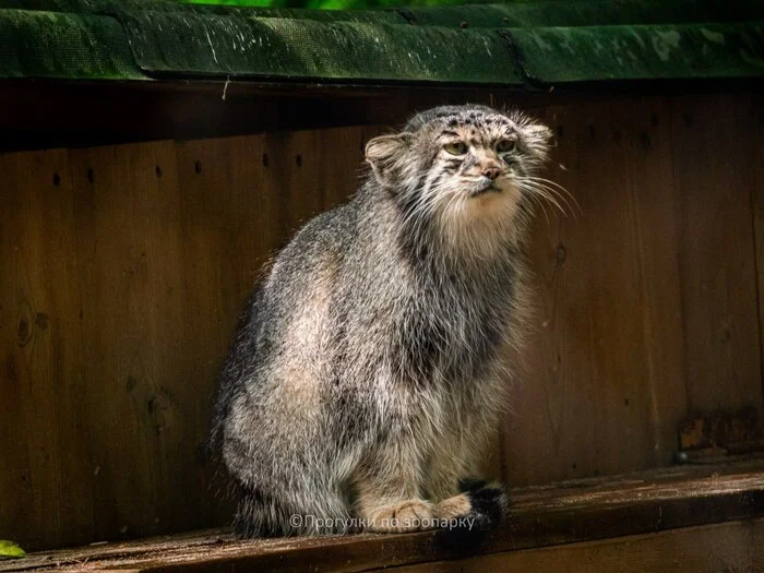 Always sad Mia - Wild animals, Predatory animals, Cat family, Pallas' cat, Small cats, The photo, Zoo, Novosibirsk Zoo, Video, Youtube, Telegram (link), YouTube (link), Longpost