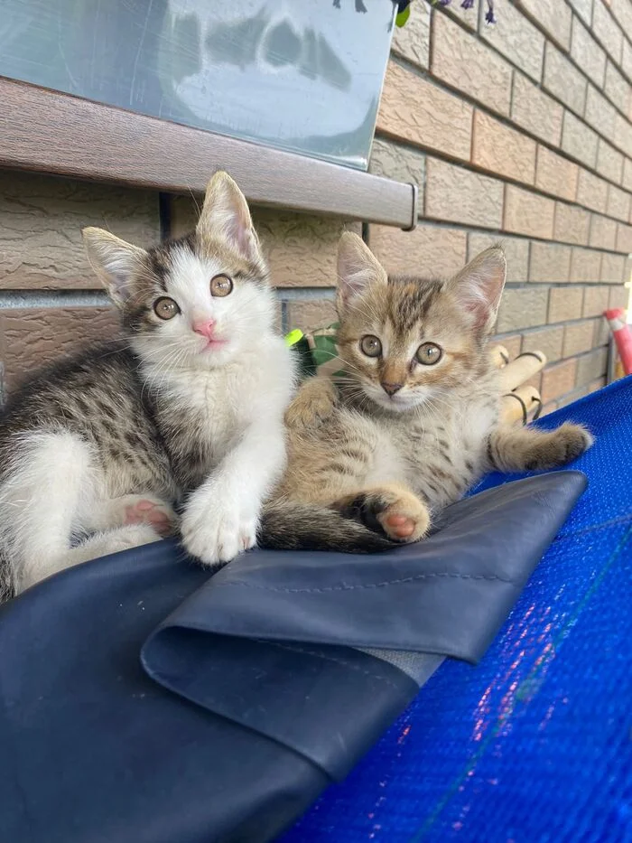 Kittens are in good hands Domodedovo - The rescue, In good hands, Homeless animals, Kittens, I will give, Good deeds, Is free, Video, Vertical video, Soundless, Cat lovers, Longpost, cat