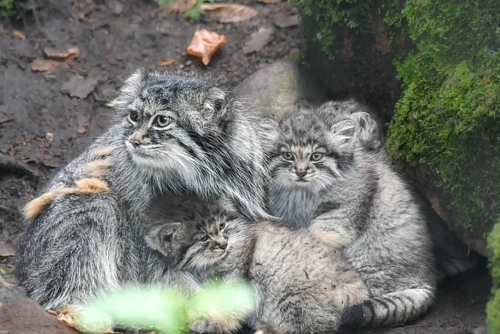 Continuation of the post “Very sad news” - Pallas' cat, Small cats, Cat family, Predatory animals, Wild animals, Zoo, Longpost, Young, Disease, Reply to post