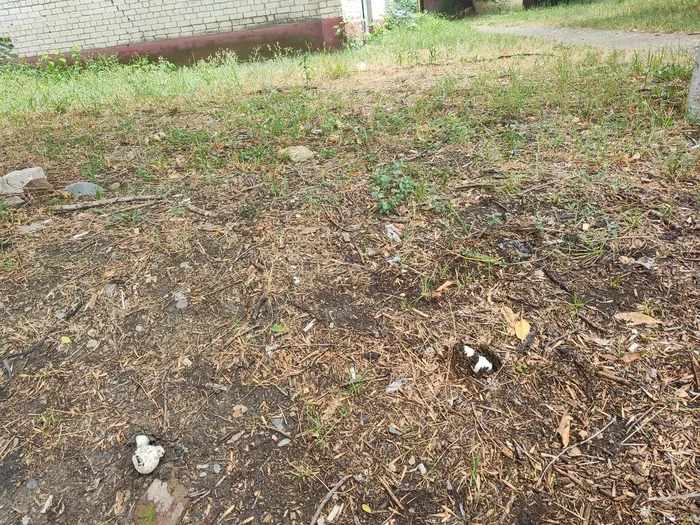 Nature has become so clean... - My, Nature, Mushrooms, Garbage, Thunderstorm, Shock, Longpost