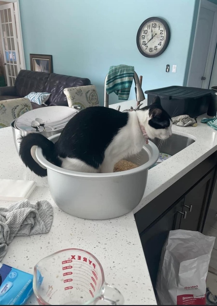 Когда в лоток не насыпал наполнитель, и не успел поставить рис на плиту