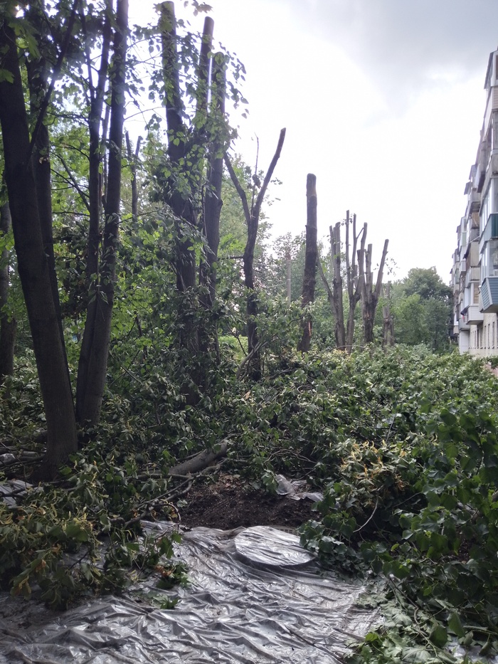 Остались стволы примерно 4 метра высоты