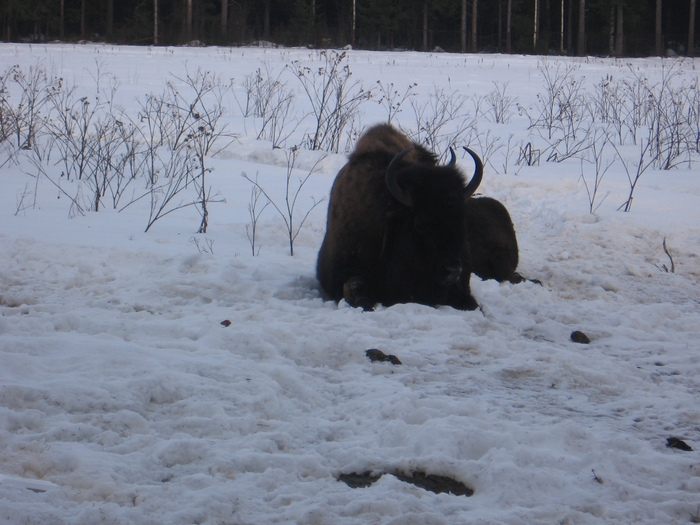 Зима 2009, Токсово.