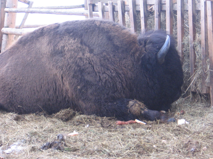 Зима 2009, Токсово.