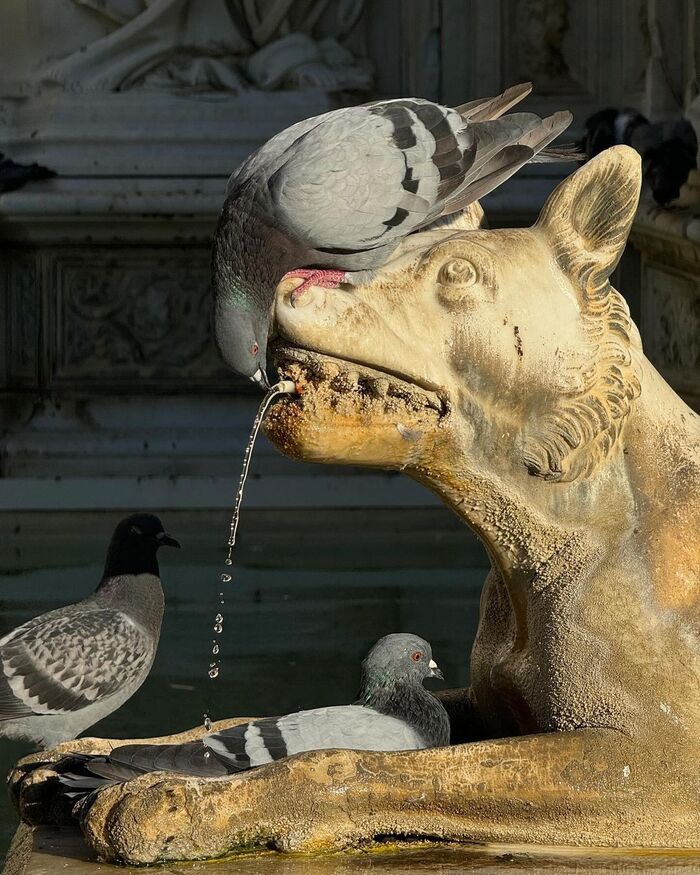 Get me drunk - Pigeon, Birds, Wild animals, Fountain, Italy, The photo