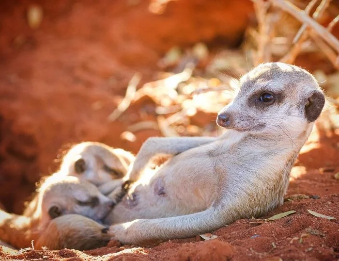 Dinner - Meerkat, Young, Predatory animals, Wild animals, wildlife, Feeding, Reserves and sanctuaries, South Africa, The photo