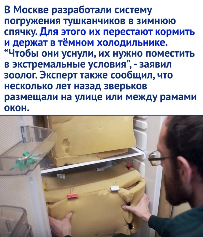 At the Moscow Zoo, jerboas are kept in the refrigerator in winter - Jerboa, Rodents, Animals, Zoo, Picture with text, Longpost