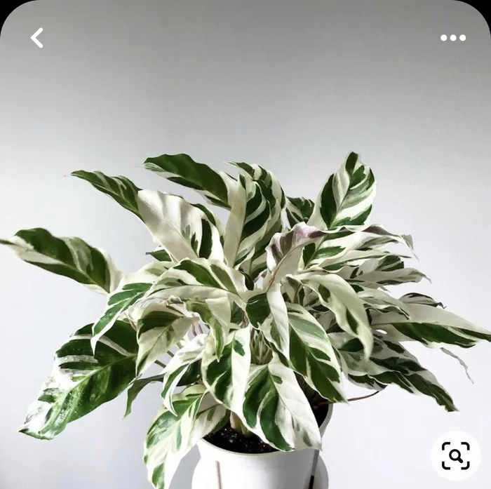 Calathea White Fusion - My, Plants, Houseplants, Gardening, Calathea, Text, Longpost, Plant growing