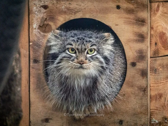 Summer Snowflake - Wild animals, Predatory animals, Cat family, Pallas' cat, Small cats, Zoo, Novosibirsk Zoo, Video, Youtube, Vertical video, Telegram (link), VKontakte (link), Longpost