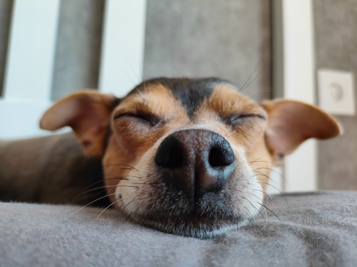 Просто забавный пёсий носик в ленту