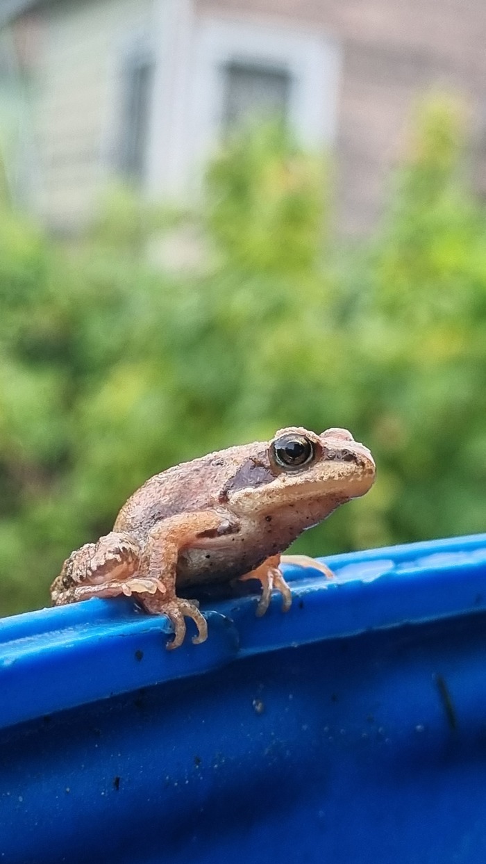 ? ?  ??? , , It Is Wednesday My Dudes, 