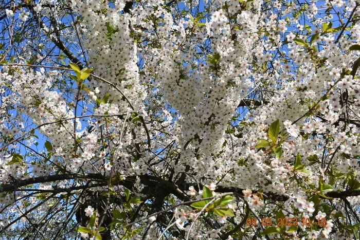 Spring flowers - My, VKontakte (link), Kaliningrad region, Town, Tree, Flowers, Bloom, City walk, Nikon