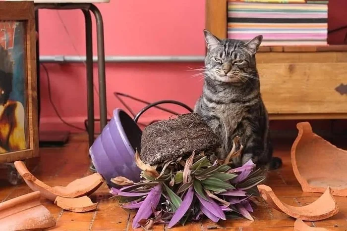 Nothing to regret - cat, Flower pot, Houseplants, The photo