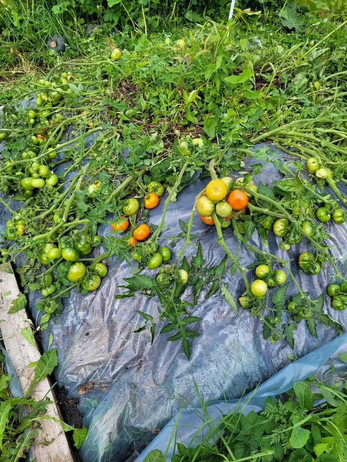 Tomato Mongolian dwarf - My, Tomatoes, Garden