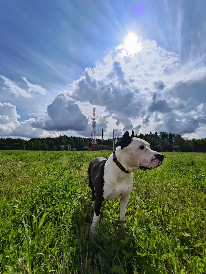 Against the sun - My, Dog, Amstaff, Summer, Clouds, The sun, Cuban, Moscow region, The photo