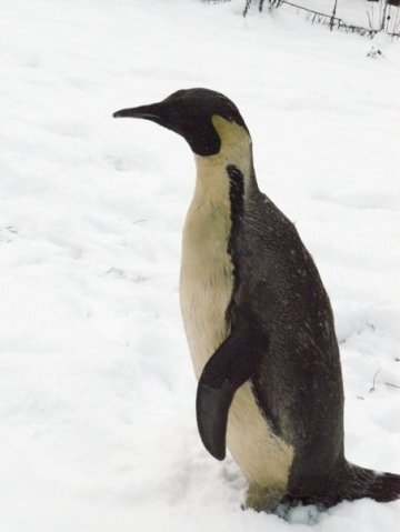 It was weird but fun - My, 15 years ago, Penguins, Friends, Dacha, Company, Fun, Friend, Animals, Winter, Positive, Care, Longpost