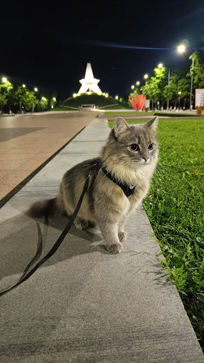 Good day. I don’t know why, but I decided to share with you a photo from the walk, I really like it - cat, Siberian cat, Mound of Immortality, Bryansk, The photo