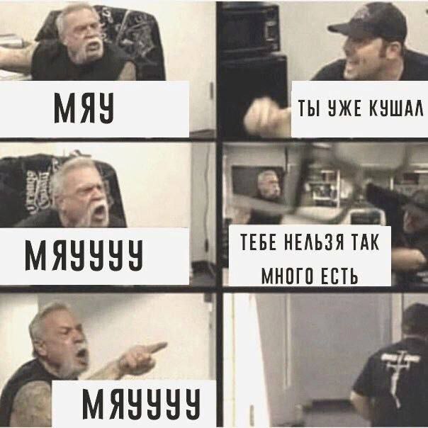 Мяу! - Юмор, Мемы, Картинка с текстом, Кот, American chopper, Telegram (ссылка)