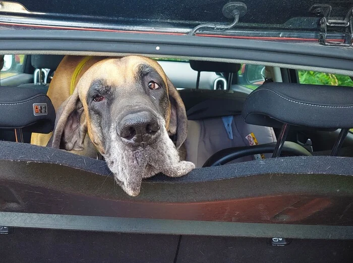 Close the trunk! - My, Great Dane, Dog, Auto, The photo