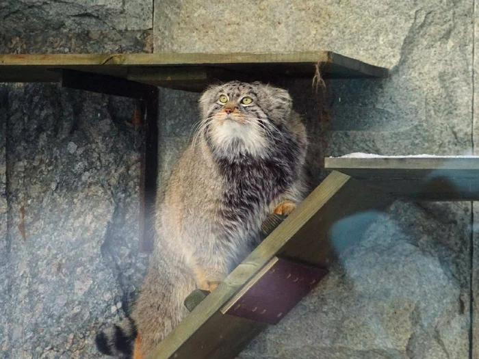 Changes are planned in Timoshina’s personal life - Manul Timofey, Moscow Zoo, Pallas' cat, Novosibirsk Zoo, Zoo, Cat family, Predatory animals, Wild animals, Small cats, The photo, Telegram (link)