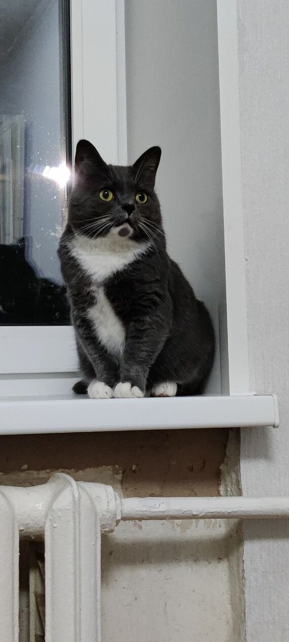 Leva the cat, whom someone left on Tosno Street in October with broken teeth, now lives in a new home with the Pikabushnikov family - My, Animal Rescue, Tosno, Found a home, cat, Pick-up headphones, It Was-It Was, Saint Petersburg, Vertical video, Video, Longpost