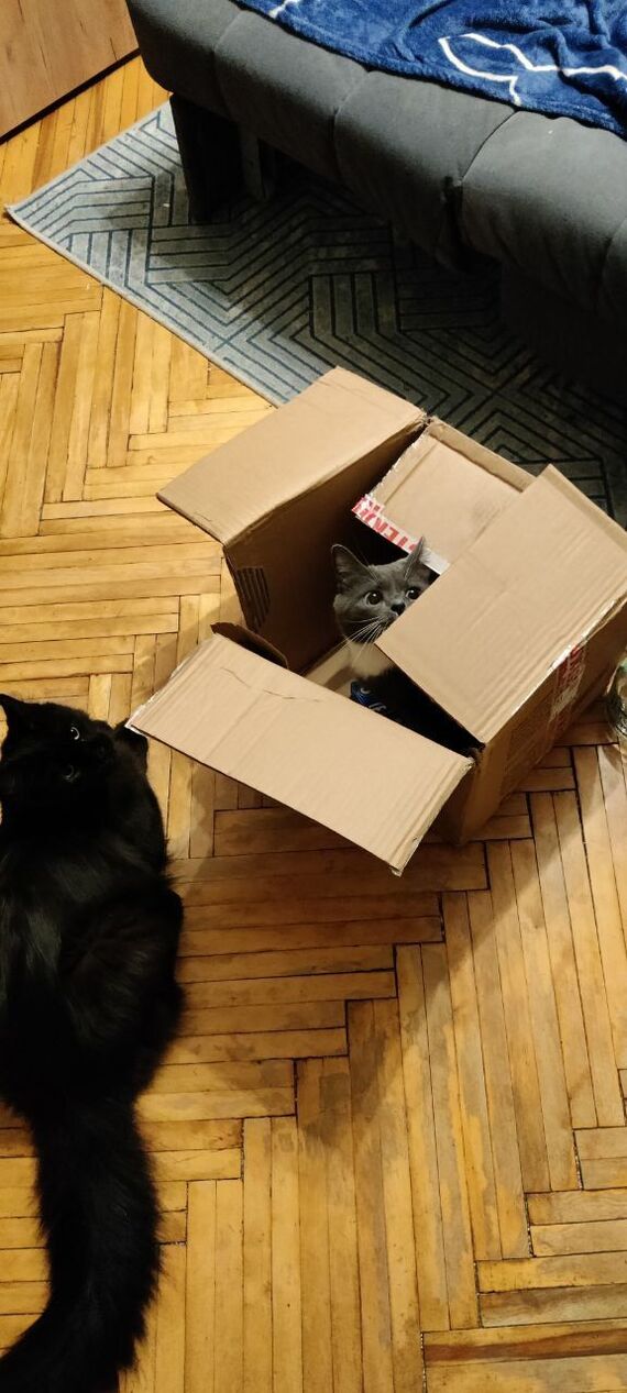 Leva the cat, whom someone left on Tosno Street in October with broken teeth, now lives in a new home with the Pikabushnikov family - My, Animal Rescue, Tosno, Found a home, cat, Pick-up headphones, It Was-It Was, Saint Petersburg, Vertical video, Video, Longpost