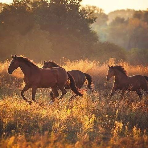 Screw this work, let's go gallop around the field like horses - Telegram (link), Animals, Nature, Images