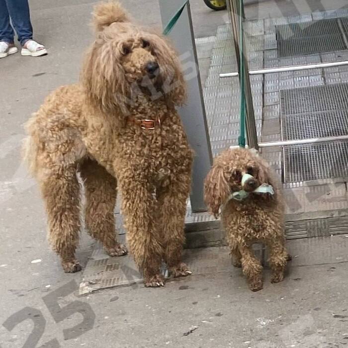 A Moscow dog owner tied up her poodle's mouth with a bag and went shopping - My, Moscow, Moscow region, Vertical video, Dog, Negative, Dog lovers, Score, Animals, The photo, Mobile photography, Video, Soundless