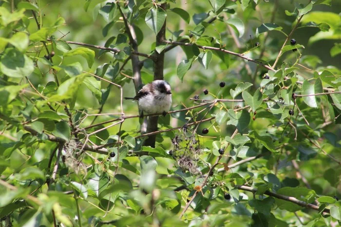 A few halves 2 - My, Long-tailed, Birds, Czech, Prague, Longpost, The photo