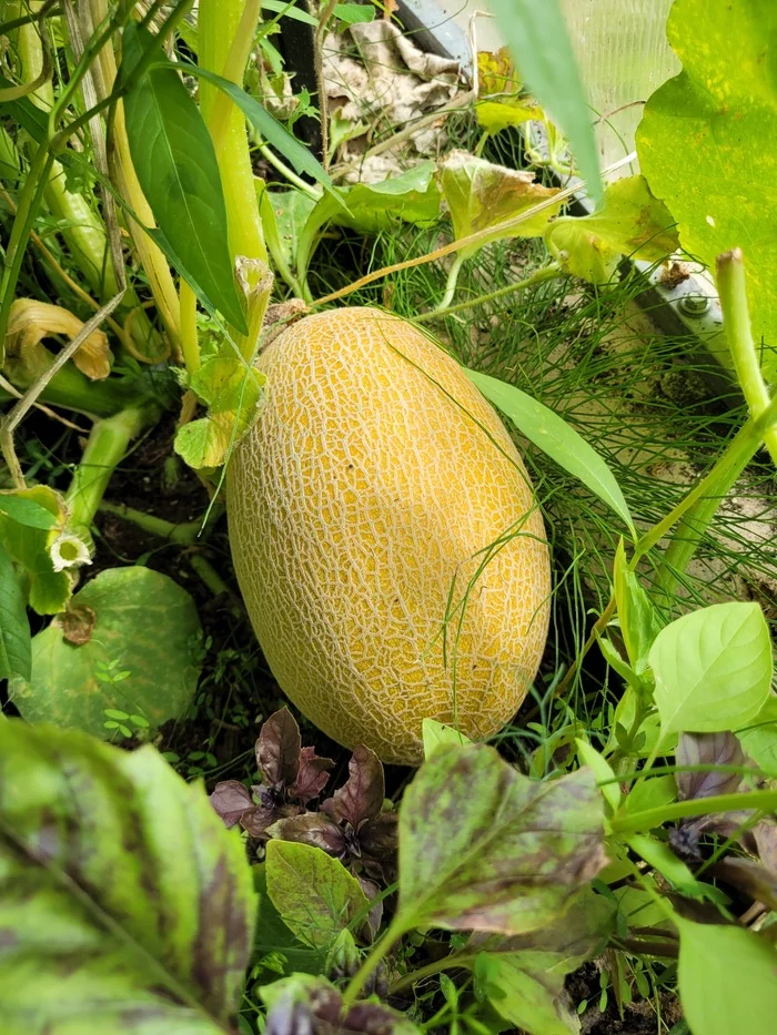 And the melon is ripe! - My, Melon, Greenhouse, Garden, The photo