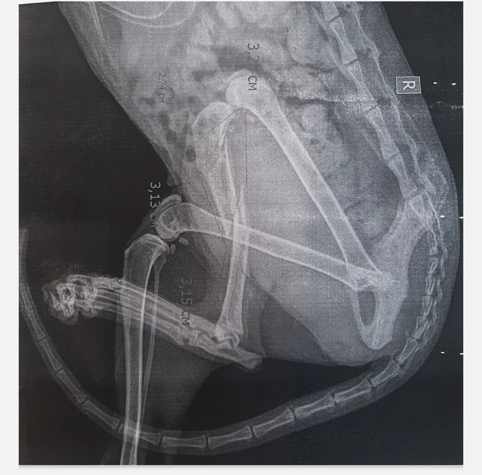 How we treated a cat with a fracture - My, cat, Operation, Fracture, Kamensk-Uralsky, Longpost