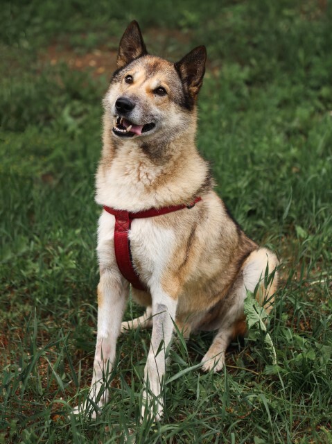 Moscow and Moscow Region: Your kindest companion, the beautiful and smart dog Jack, is in good hands - In good hands, Homeless animals, Overexposure, Dog, No rating, Is free, Moscow, Volunteering, Longpost