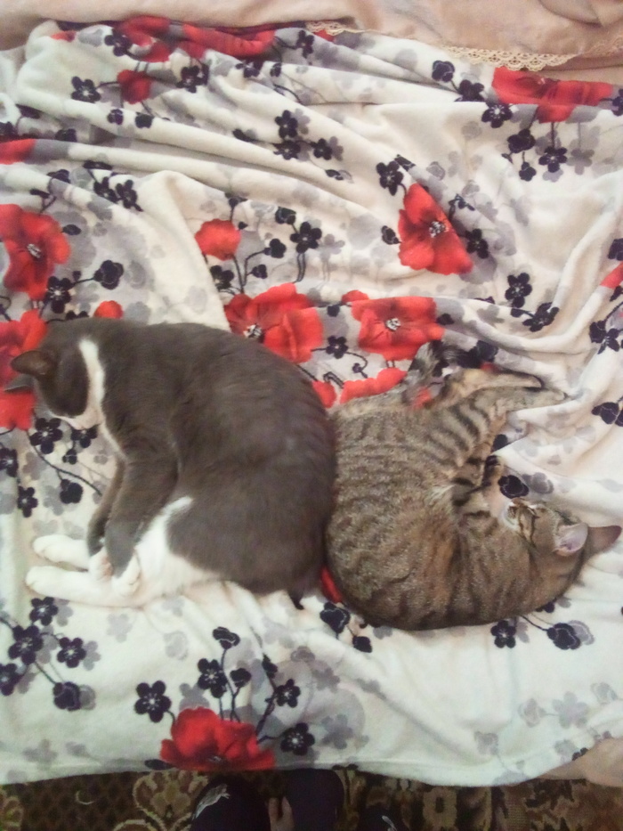 ����� �� ���� ������������