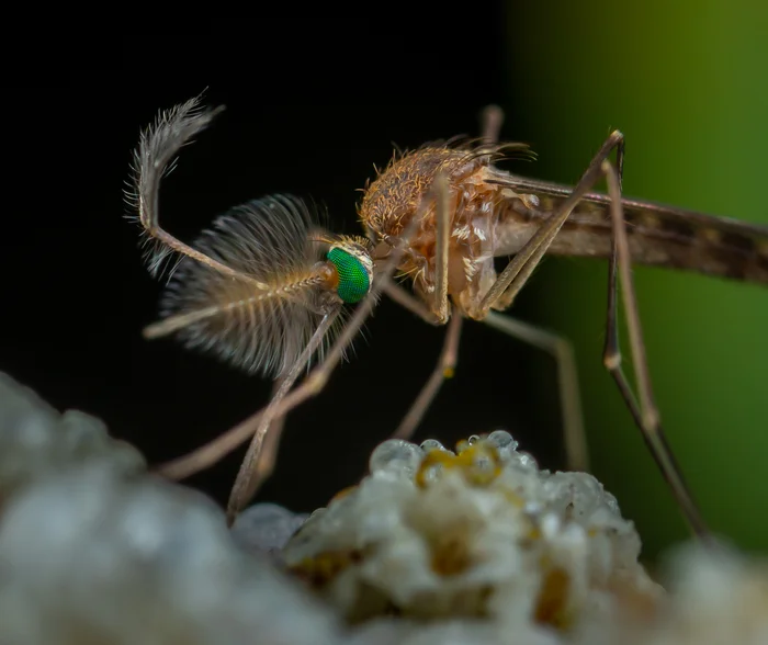 While the bloodthirsty mosquitoes... - My, Macro photography, Sony A7R2, Mp-e 65 mm, Insects, Mosquitoes, The photo