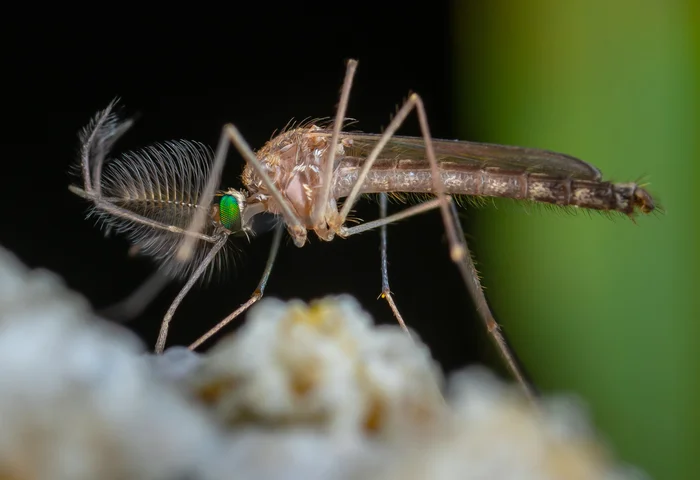 While the bloodthirsty mosquitoes... - My, Macro photography, Sony A7R2, Mp-e 65 mm, Insects, Mosquitoes, The photo