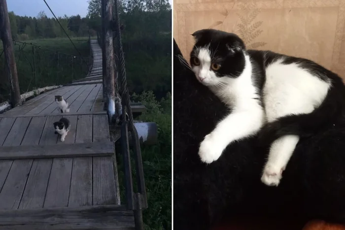 Greetings from grown-up Tasha from her new home. Someone left her with her sister at the dachas. I took her and found a house in St. Petersburg - My, Helping animals, Animal Rescue, Dacha, cat, Vertical video, Found a home, It Was-It Was, Tosno, Kittens, Saint Petersburg, Longpost