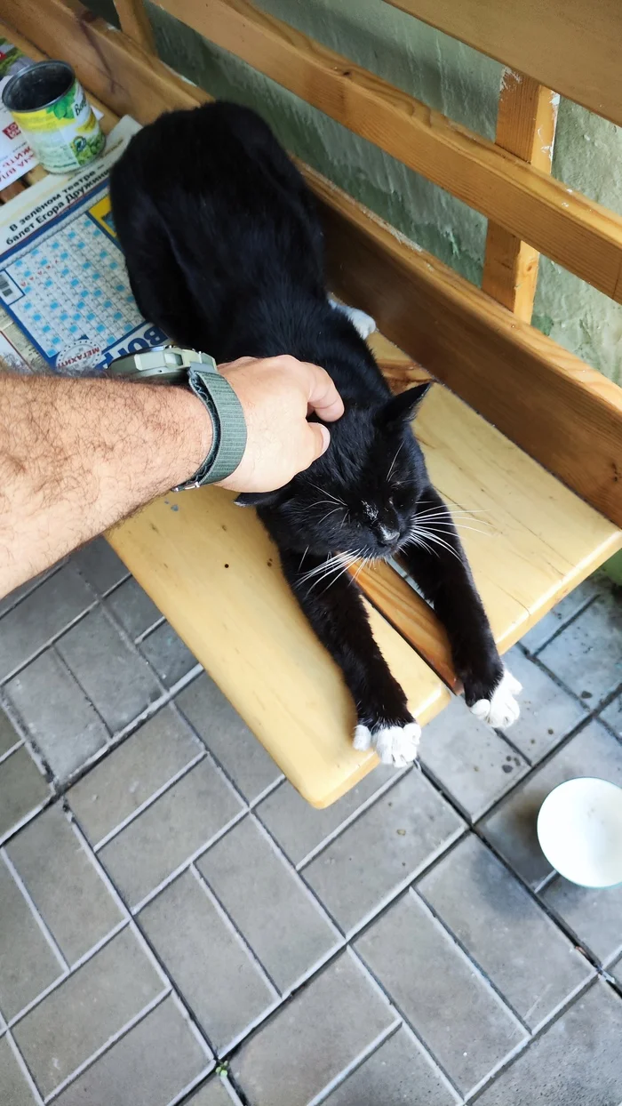 entrance cat - My, cat, Mobile photography, The photo, Longpost
