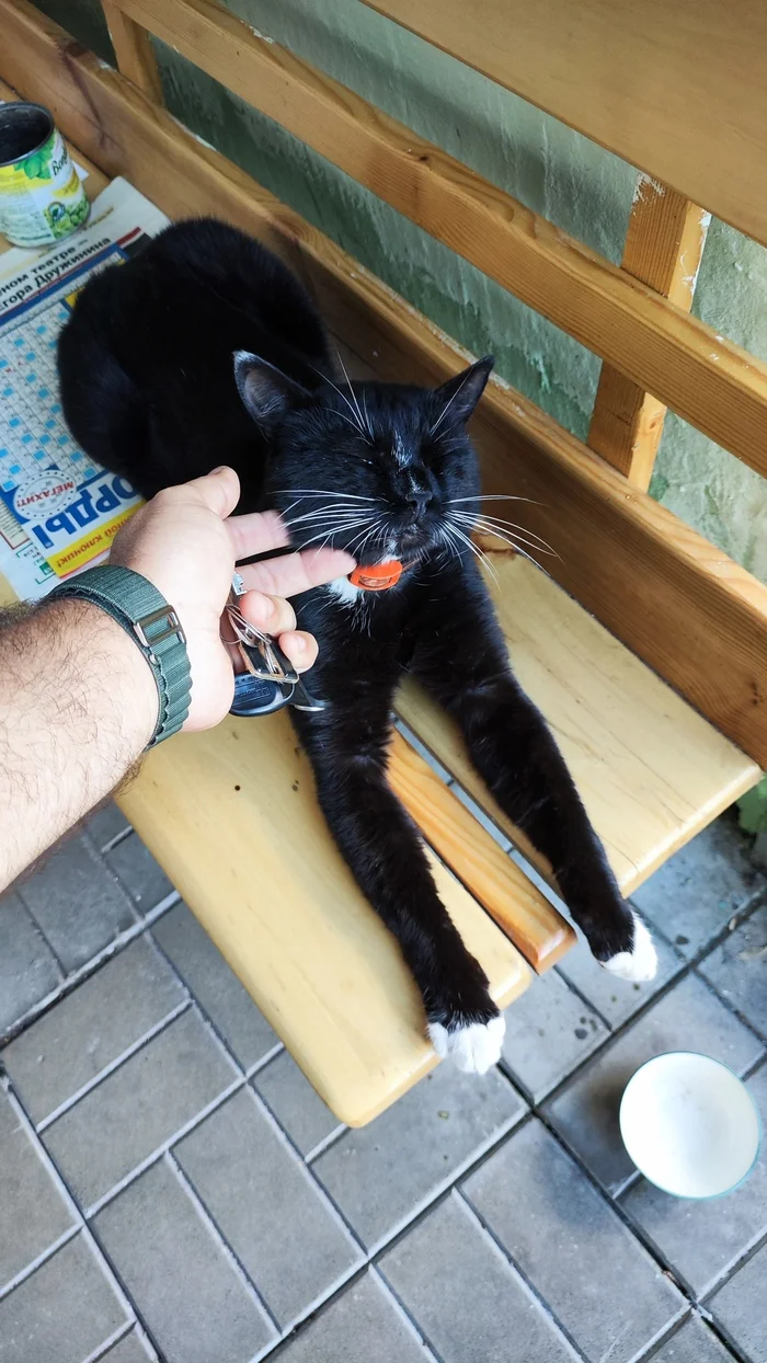 entrance cat - My, cat, Mobile photography, The photo, Longpost