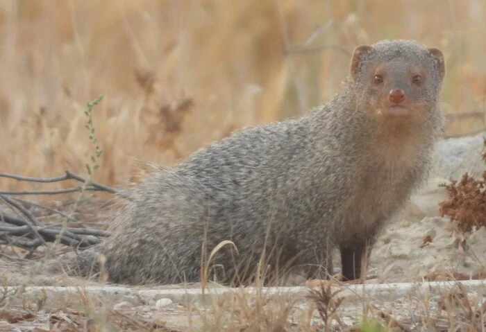 Why does the mongoose have a red nose? - Mongoose, Mangosteen, Photo hunting