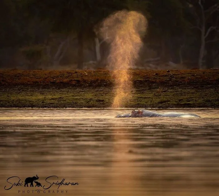 Exhalation - hippopotamus, Artiodactyls, Wild animals, wildlife, Reserves and sanctuaries, South Africa, The photo, Water