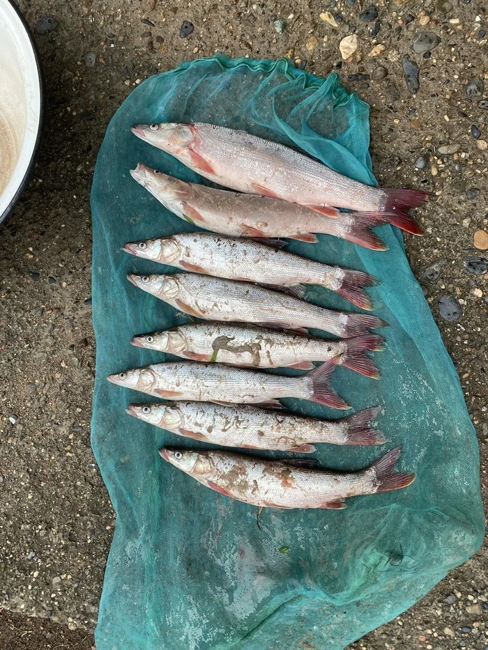 Mongolian rudd (Sungarik) - My, Fishing, River, Onon, Transbaikalia, Redfish, Fog, For the first time, Video, Vertical video, Longpost, Morning