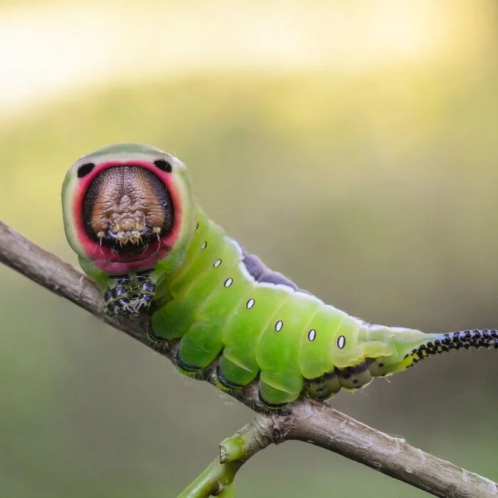 Look but don't touch - Caterpillar, Butterfly, Insects, Arthropods, Poisonous animals, Wild animals, wildlife, The photo