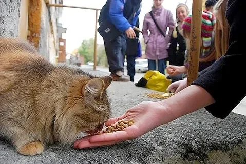 Про кошечек и не только... - Моё, Домашние животные, Мораль