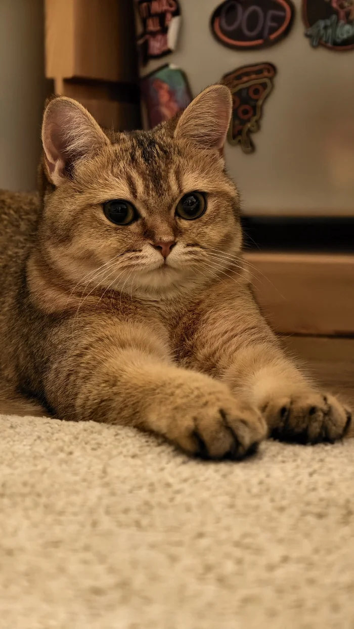 Stretched out her paws after the tygydyk - My, cat, Fluffy, Milota, Pets, The photo