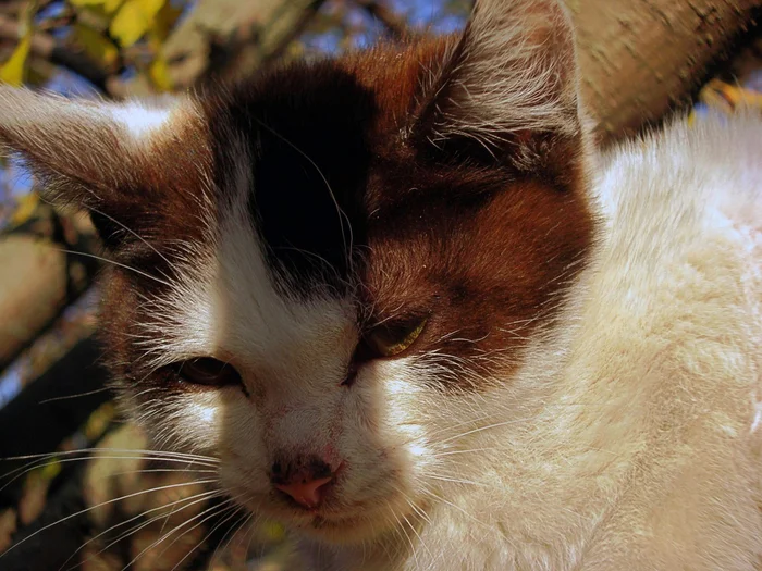 Cat portrait - The photo, Tatarstan, Sony cyber-shot, cat