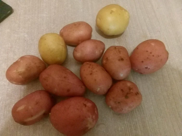 Well, here are the potatoes! - My, Village, Village, Family, Сельское хозяйство, Vegetables, Everyday life, Garden, Potato, With your own hands, Gardening