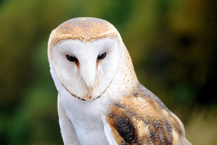 Сова. Фото из Интернета