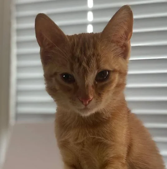 We are looking for a home for a super red cat girl named Mandarin! Moscow - In good hands, Homeless animals, Veterinary, Kittens, cat, Overexposure, Cat lovers, Fluffy, Tricolor cat, Lost, Volunteering, Pet the cat, Kindness, Animal Rescue, Charity, Shelter, Moscow region, Care, The rescue, Longpost